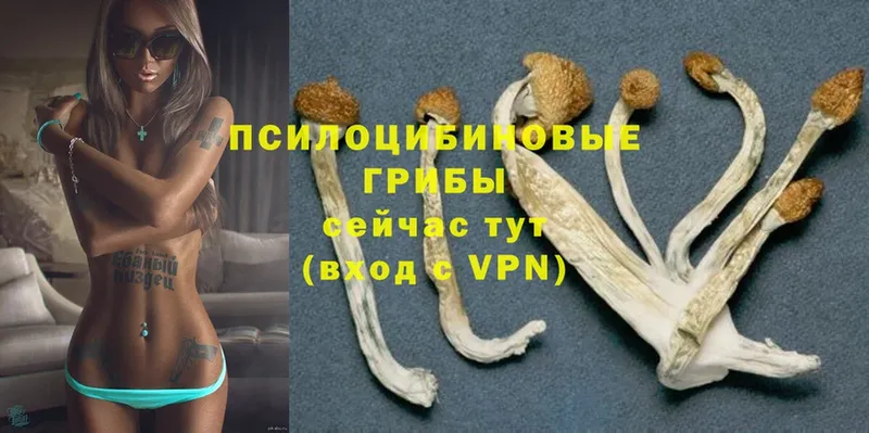 ОМГ ОМГ ссылка  цена наркотик  Химки  Галлюциногенные грибы Magic Shrooms 